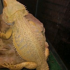 Meet your Posher, James